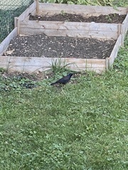 Quiscalus quiscula