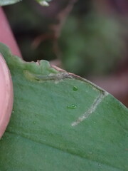 Parallelomma vittatum
