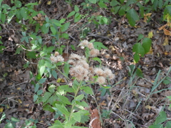 Vernonia baldwinii