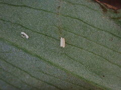 Parallelomma vittatum