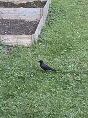 Quiscalus quiscula
