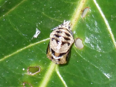 Harmonia testudinaria