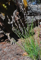 Melica stricta