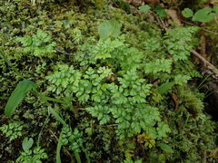 Coptis aspleniifolia