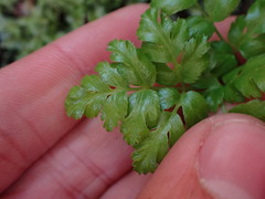 Coptis aspleniifolia