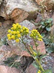 Senecio rapifolius