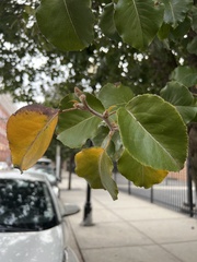 Pyrus calleryana