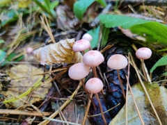 Mycena rosella