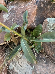 Senecio rapifolius