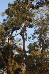 Erythrophleum chlorostachys