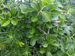 Maclura cochinchinensis