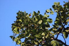 Erythrophleum chlorostachys