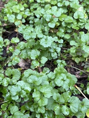 Cardamine hirsuta