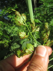 Puccinia nitida
