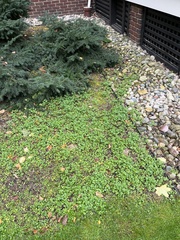 Cardamine hirsuta