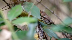 Acrantophis dumerili