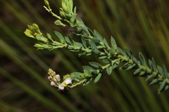 Comesperma pallidum