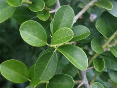 Maclura cochinchinensis