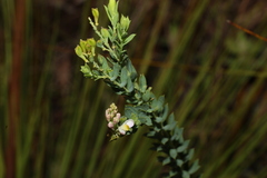 Comesperma pallidum