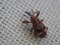 Anthonomus bituberculatus