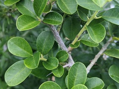 Maclura cochinchinensis
