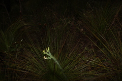 Comesperma pallidum