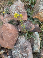 Senecio rapifolius