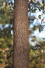Erythrophleum chlorostachys