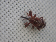 Anthonomus bituberculatus