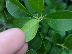 Maclura cochinchinensis