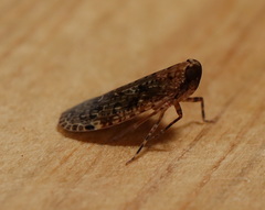 Catonia