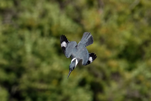 Belted Kingfisher photographed in Texas