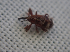 Anthonomus bituberculatus