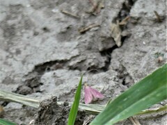Pyrausta inornatalis