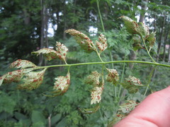 Puccinia nitida