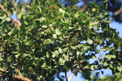 Erythrophleum chlorostachys