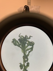 Atrichum altecristatum