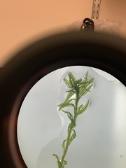 Atrichum altecristatum
