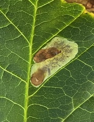 Cameraria ohridella