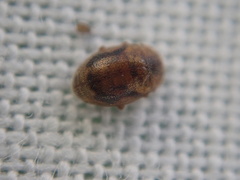 Rhyzobius chrysomeloides