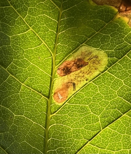 Horse-chestnut Leafminer