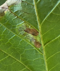 Cameraria ohridella