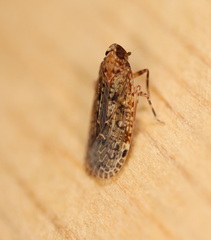 Catonia