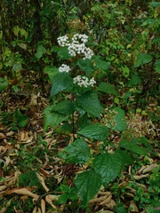 Ageratina roanensis