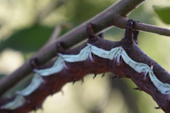Citheronia beledonon