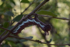 Citheronia beledonon