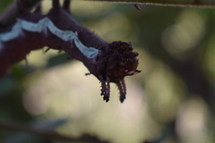 Citheronia beledonon