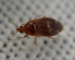 Cardiastethus fasciiventris