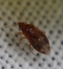 Cardiastethus fasciiventris