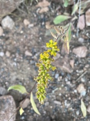 Solidago velutina sparsiflora